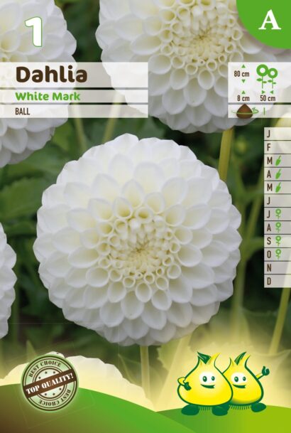 Dahlia ‘White Mark’ - Dahlia