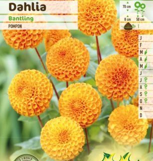 Dahlia ‘Bantling’ - Dahlia