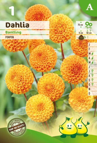 Dahlia ‘Bantling’ - Dahlia