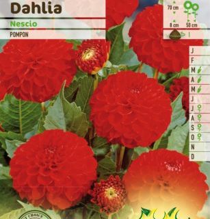 Dahlia ‘Nescio’ - Dahlia