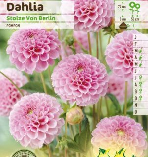 Dahlia ‘Stolze Von Berlin’ - Dahlia