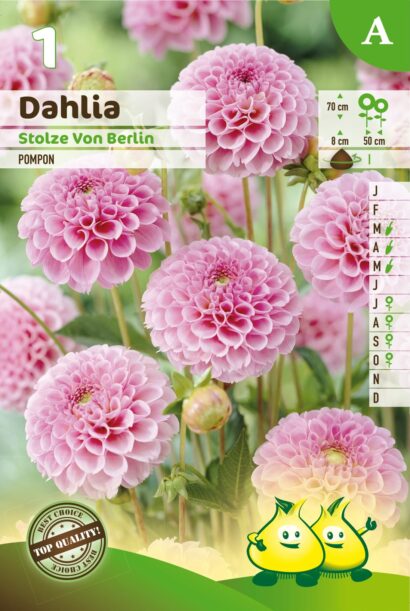 Dahlia ‘Stolze Von Berlin’ - Dahlia