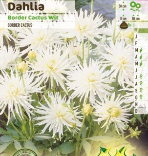 Dahlia border cactus wit - Dahlia