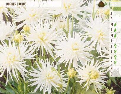 Dahlia border cactus wit