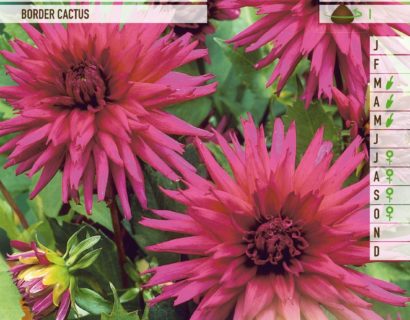 Dahlia border cactus paars - Dahlia