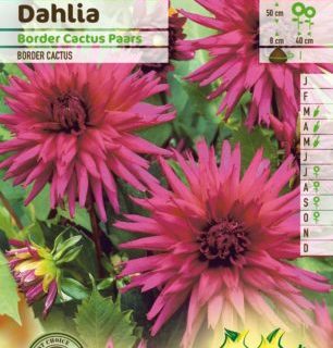 Dahlia border cactus paars - Dahlia