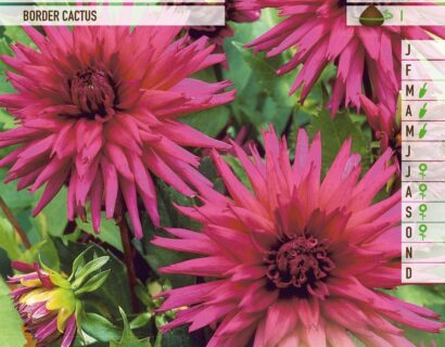 Dahlia border cactus paars