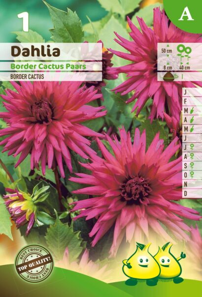 Dahlia border cactus paars - Dahlia