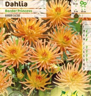 Dahlia ‘Border Princess’ - Dahlia