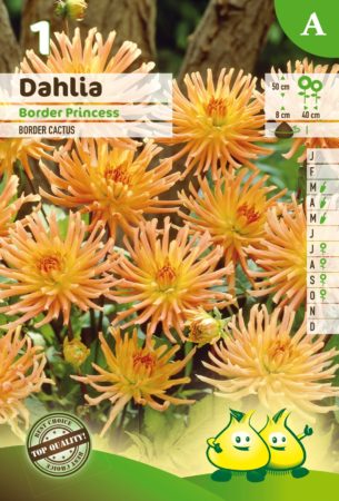 Dahlia ‘Border Princess’ - Dahlia