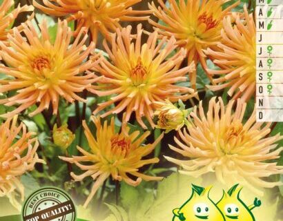 Dahlia ‘Border Princess’ - Dahlia