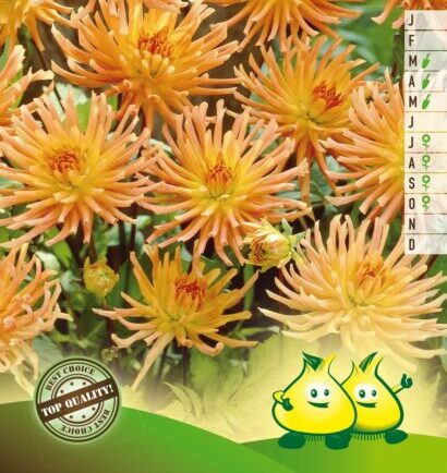 Dahlia ‘Border Princess’ - Dahlia