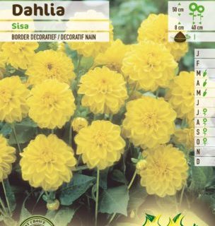Dahlia ‘Sisa’ - Dahlia