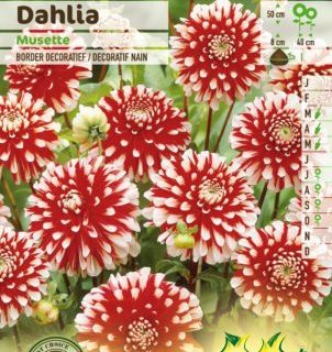 Dahlia ‘Musette’ - Dahlia
