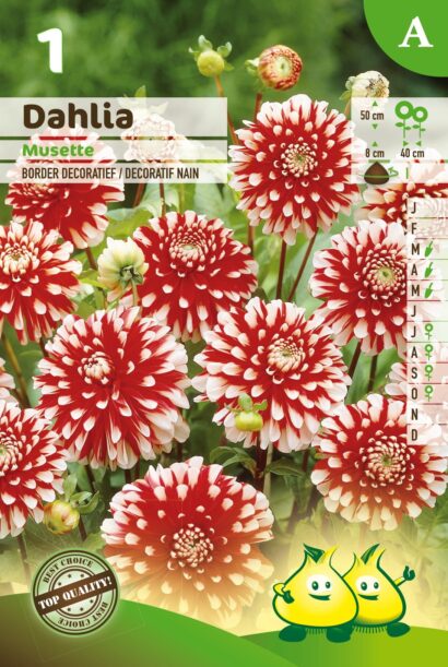 Dahlia ‘Musette’ - Dahlia