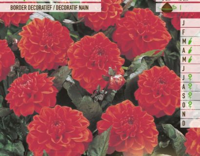 Dahlia ‘Rocquencourt’ - Dahlia