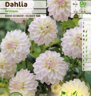 Dahlia ‘Wittem’ - Dahlia