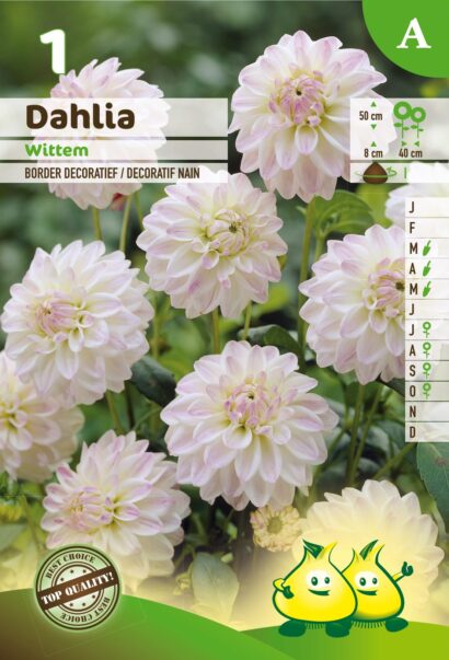 Dahlia ‘Wittem’ - Dahlia