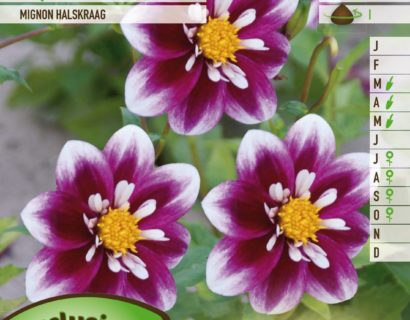 Dahlia mignon ‘Impression Fabula’ - Dahlia