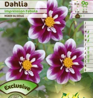 Dahlia mignon ‘Impression Fabula’ - Dahlia