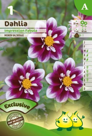 Dahlia mignon ‘Impression Fabula’ - Dahlia