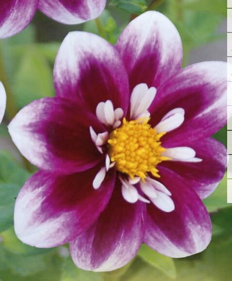 Dahlia mignon ‘Impression Fabula’ - Dahlia