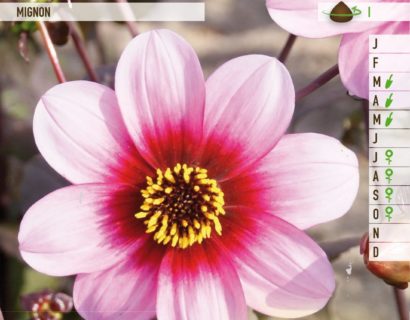 Dahlia mignon roze - Dahlia