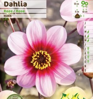 Dahlia mignon roze - Dahlia