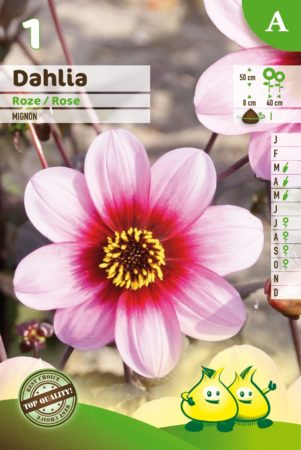 Dahlia mignon roze - Dahlia