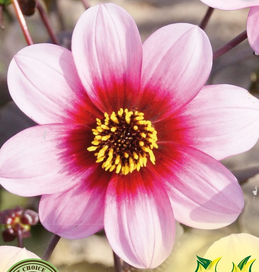 Dahlia mignon roze - Dahlia