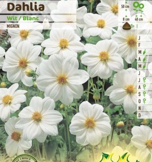 Dahlia mignon wit - Dahlia