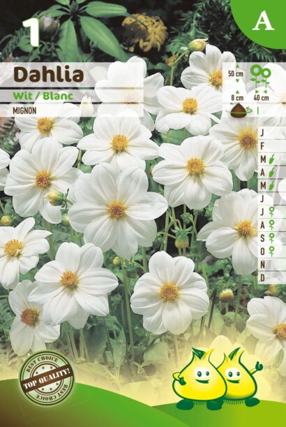 Dahlia mignon wit - Dahlia