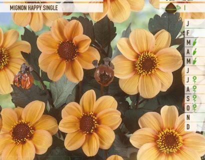 Dahlia mignon ‘First Love’ - Dahlia