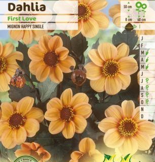 Dahlia mignon ‘First Love’ - Dahlia