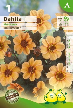 Dahlia mignon ‘First Love’ - Dahlia