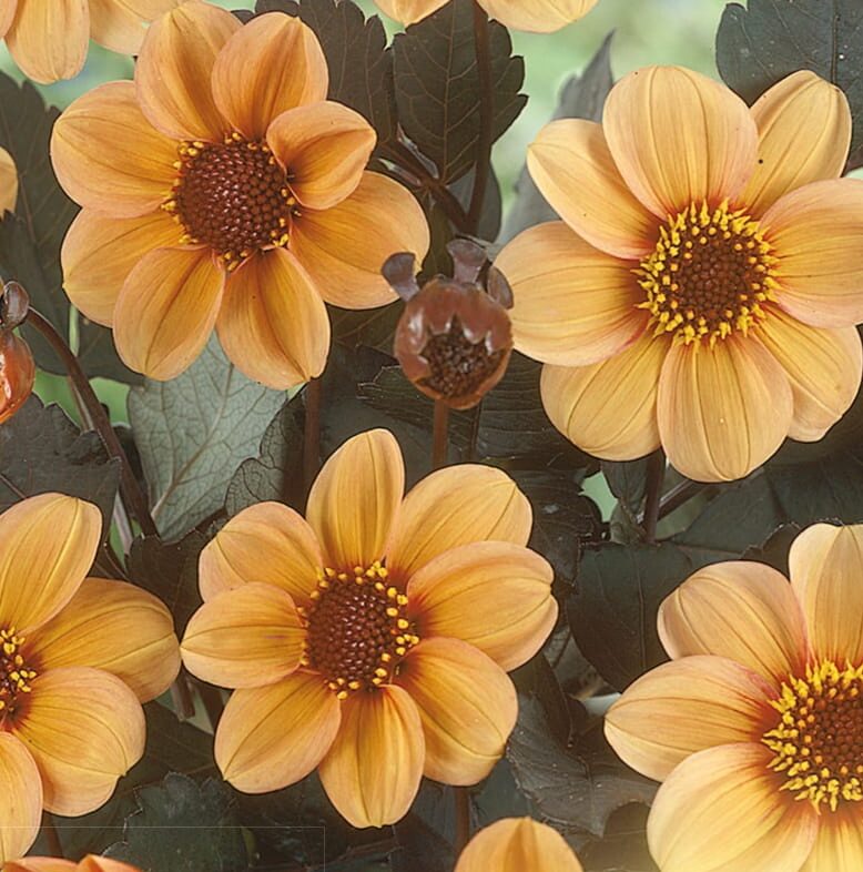 Dahlia mignon ‘First Love’ - Dahlia