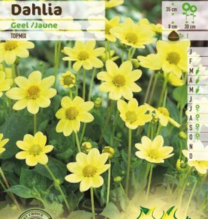 Dahlia topmix geel - Dahlia