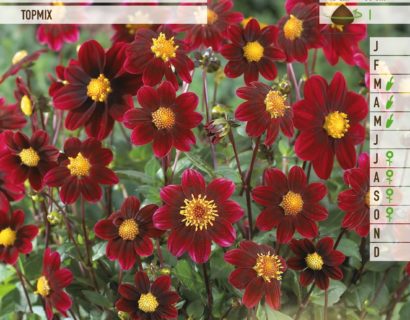 Dahlia topmix paars - Dahlia