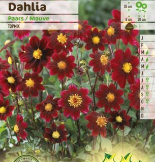 Dahlia topmix paars - Dahlia