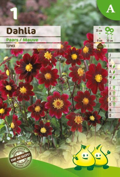 Dahlia topmix paars - Dahlia