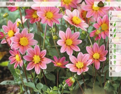 Dahlia topmix roze - Dahlia