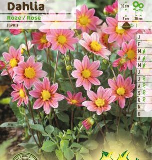 Dahlia topmix roze - Dahlia