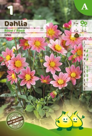 Dahlia topmix roze - Dahlia