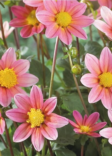 Dahlia topmix roze - Dahlia