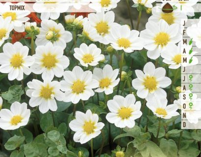 Dahlia topmix wit - Dahlia