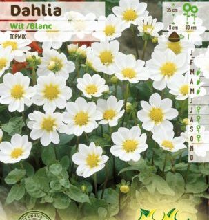 Dahlia topmix wit - Dahlia