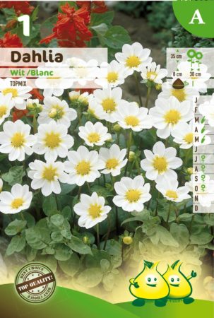 Dahlia topmix wit - Dahlia