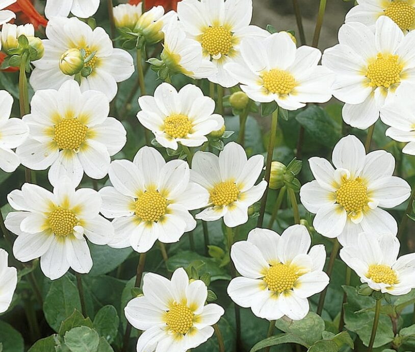 Dahlia topmix wit - Dahlia
