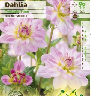 Dahlia ‘Twilight Time’ - Waterlelie