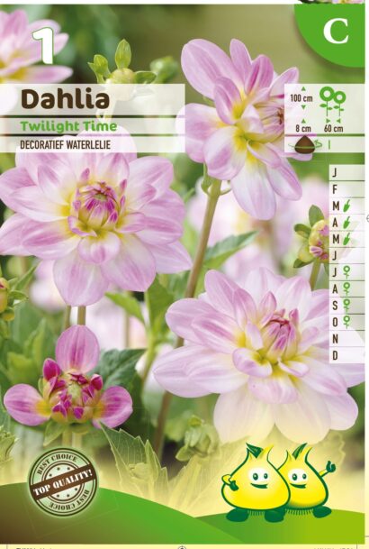 Dahlia ‘Twilight Time’ - Waterlelie